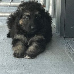 Shiloh Shepherd Puppies from Solace Shilohs