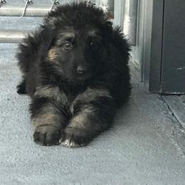 Shiloh Shepherd Puppies from Solace Shilohs
