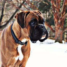 Dante - Boxer