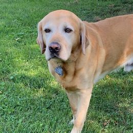 Labrador Retrievers from Always Faithful Labradors