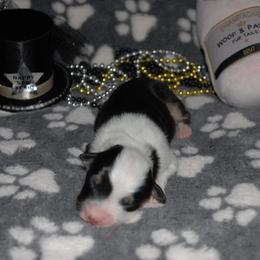 Peppermint - Black tri-color male Australian Shepherd puppy in Alma, Georgia from Epiphany Australian Shepherds