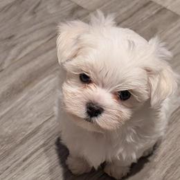 Maltese puppies from Miller's Maltese Puppies