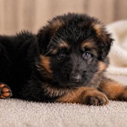 Gray Collar - Black and red male German Shepherd puppy in Plumas Lake, California from Zwinger Vom Greifjäger