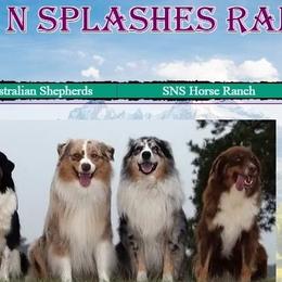 Australian Shepherds from Spots N Splashes