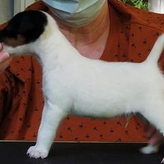 Harrier and Smooth Fox Terrier Puppies from Sheez-Beez Kennel