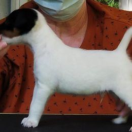 Harrier and Smooth Fox Terrier Puppies from Sheez-Beez Kennel