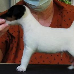 Harrier and Smooth Fox Terrier Puppies from Sheez-Beez Kennel