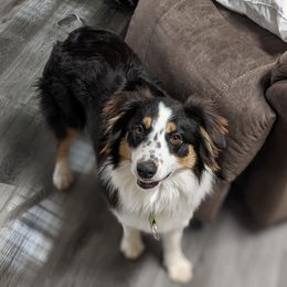 Rain - Australian Shepherd