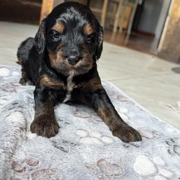 Bernedoodle and Labradoodle Puppies from Zehr’s Labradoodles