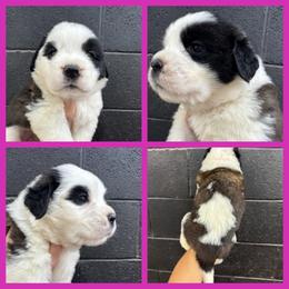 Dark pink - Mahogany and white female Saint Bernard puppy in Ladysmith, Wisconsin from Northwoods Saint Bernards