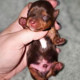 Teacup chocolate boy 2 - Liver male Yorkshire Terrier puppy in Thornville, Ohio from My precious yorkies