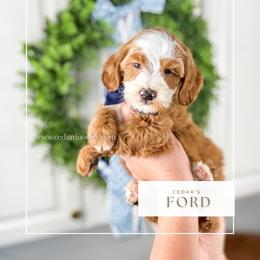 F O R D 20-25lbs - Red  male Goldendoodle puppy in Richfield, Utah from Cedar Doodles- Home of the Teddybear Goldendoodle