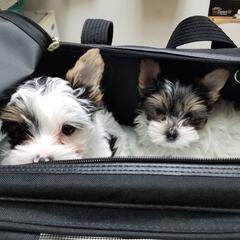 Shorkies and Yorkshire Terriers from Mine and Yorkies, LLC