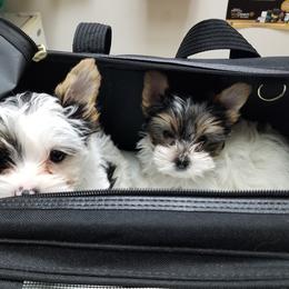 Shorkies and Yorkshire Terriers from Mine and Yorkies, LLC