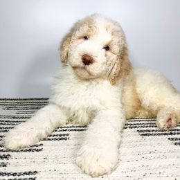 Rolex - Cream male Aussiedoodle puppy in Southwest Ranches, Florida from Dandy Doodle Ranch