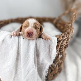 Hattie's Last Chapter- Finale - Parti male Goldendoodle puppy in Russell Springs, Kentucky from Milk & Honey Doodles