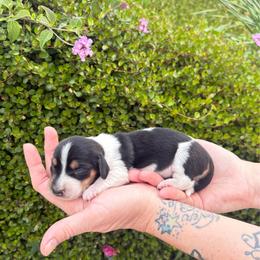 Oreo - Piebald female Dachshund puppy in Corona, Ca Hemet, Ca, California from Over The Moon Dachshunds and Doodles