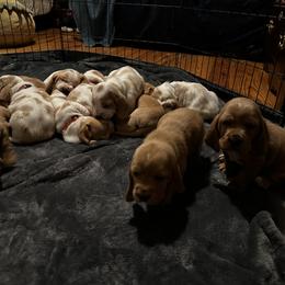 Basset Hound Puppies from Dailey Family Bassett Hounds