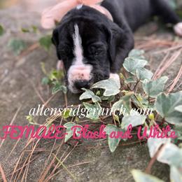 Black mantle - Black and white female Great Dane puppy in Greenville, South Carolina from Allen’s Ridge Ranch