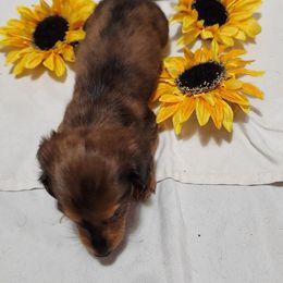 Female yellow collar - Dapple female Dachshund puppy in Cameron, Texas from Kelli's Dachshunds