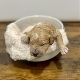 Peppermint - Apricot male Goldendoodle puppy in Kenansville, North Carolina from J+A Family Doodles