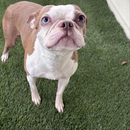 Apple - Lilac female Boston Terrier puppy in Rosston, Arkansas from Green Acre Boston Terriers