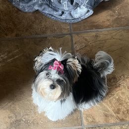 Biewer Terrier Puppies from Southern Star Biewers