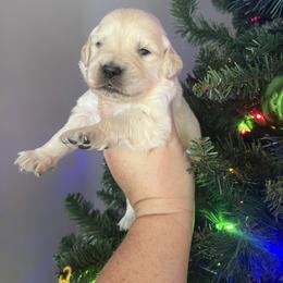 Light blue male - Golden male Golden Retriever puppy in Jesup, Georgia from Painted Platinum Retrievers (Painted Platinum Kennel) PPK