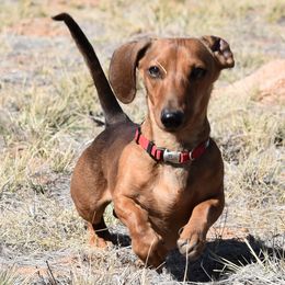 Chip - Dachshund
