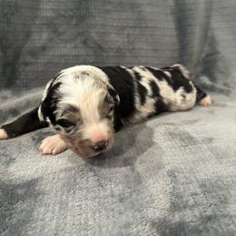 Blue Merle Female -2000 - Blue merle female Australian Shepherd puppy in Morristown, Tennessee from Lakeway Farms
