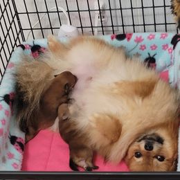 Pomeranian Puppies from Gypsy Poms