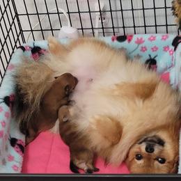 Pomeranian Puppies from Gypsy Poms
