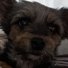 Companion Crosses, Pomeranians, Yorkipoos, and Yorkshire Terriers from Canines  Unlimited