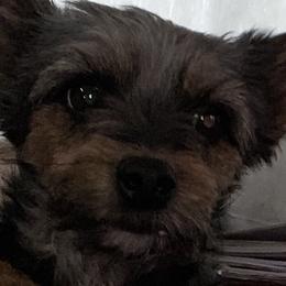 Companion Crosses, Pomeranians, Yorkipoos, and Yorkshire Terriers from Canines  Unlimited