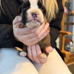 Flashy fawn 1 red - Fawn male Boxer puppy in Newark, Ohio from S & B Boxers