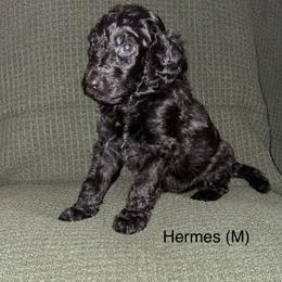 Hermes - Black male Poodle puppy in Petal, Mississippi from Petal Poodles