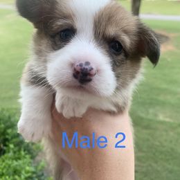 Boy 2 - Red Pembroke Welsh Corgi puppy in Cumming, Georgia from Carter’s Corgis LLC