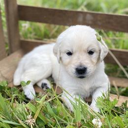 Orange - Light golden female Golden Retriever puppy in Silverton, Oregon from Silver Morning Farm