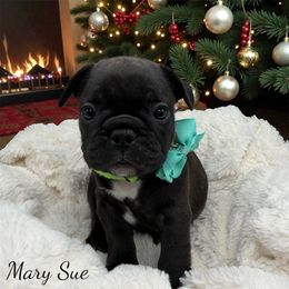 Mary Sue - Brindle and white female French Bulldog puppy in Hughesville, Maryland from Fox Run Farm