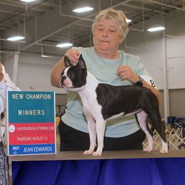 Boston Terriers from Tharps Boston Terriers