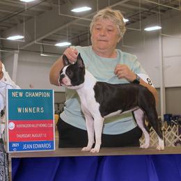 Boston Terriers from Tharps Boston Terriers