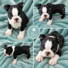 Male 1 - Brindle and white male Boston Terrier puppy in Shell Knob, Missouri from Stoneridge Kennel