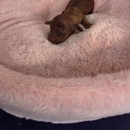 Girl 3 - Dapple female Dachshund puppy in Bristol, Tennessee from It's Mini Wieners Baby