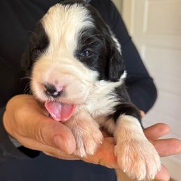 Blue boy - Black and white male Sheepadoodle puppy in Riverside, California from Downtown Doodles & Frenchies
