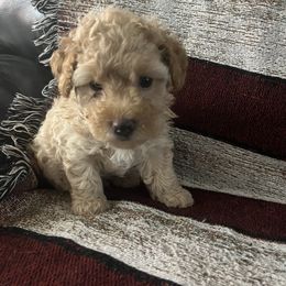 Poodle Puppies from Puddle Poodles