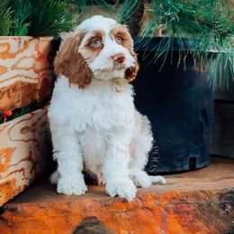 Navy Collar - Buff and white male Cockapoo puppy in Missoula, Montana from Big Sky Cockapoos