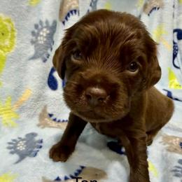 Tan Boy - Brown male Boykin Spaniel puppy in Milan, Georgia from Dixie Darlin Boykins