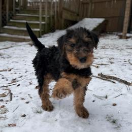 Percy (blue) - Black and tan male Airedale Terrier puppy in Akron, Ohio from Green Family Companion Kennel, LLC