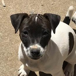 Tic - Jack Russell Terrier