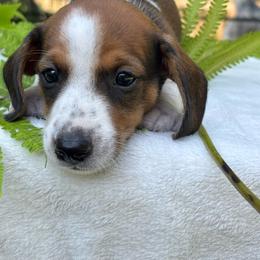 AKC Male 2600 - Red male Dachshund puppy in Summerville, South Carolina from Funk's Four-Legged Friends